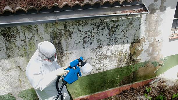 Top rated local Mold Inspection And Testing specialists in East Waterford, PA